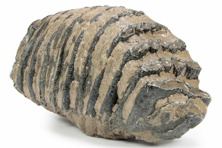 Southern Mammoth Upper M Molar - Hungary #357046